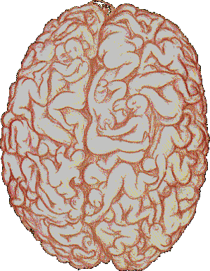 le cerveau de certains mecs!